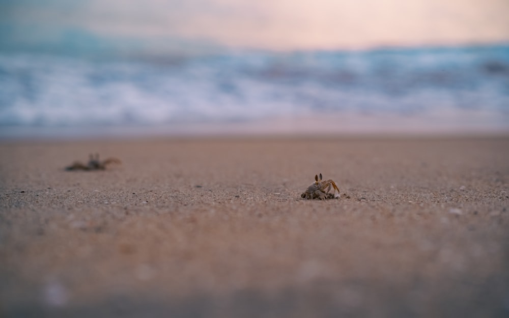 a couple of small crabs sitting on top of a sandy beach