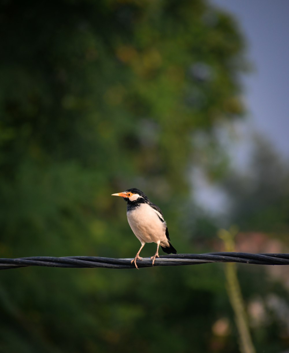 a black and white bird sitting on a wire