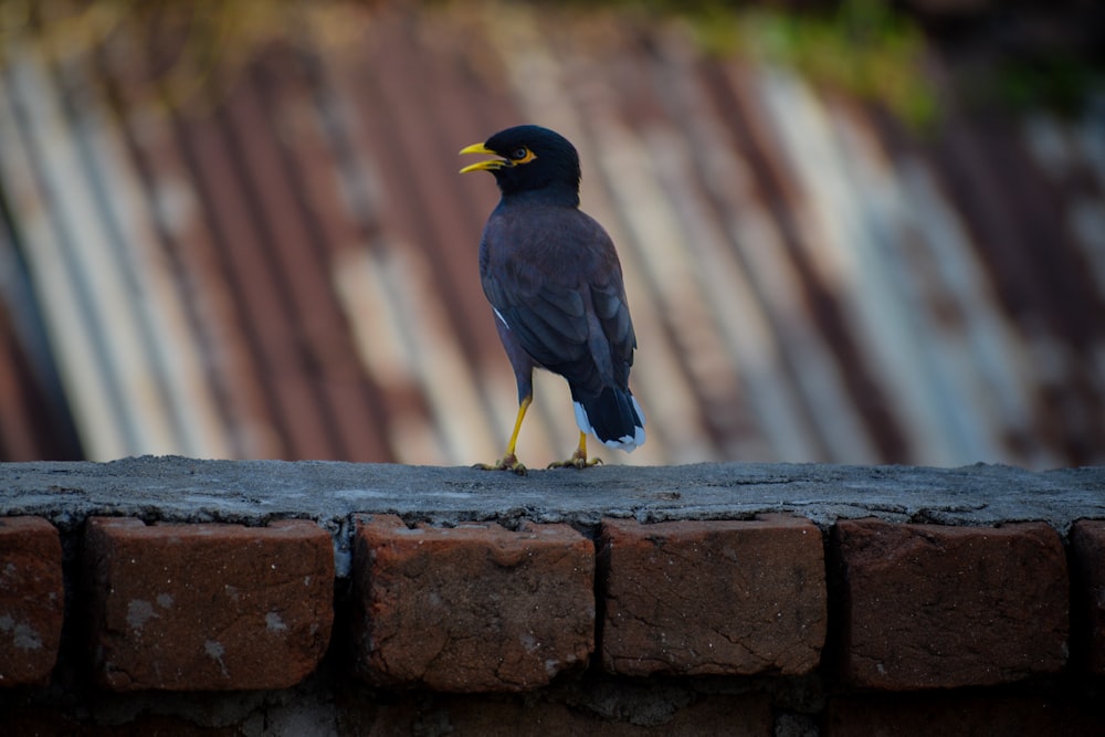 a black bird sitting on top of a brick wall