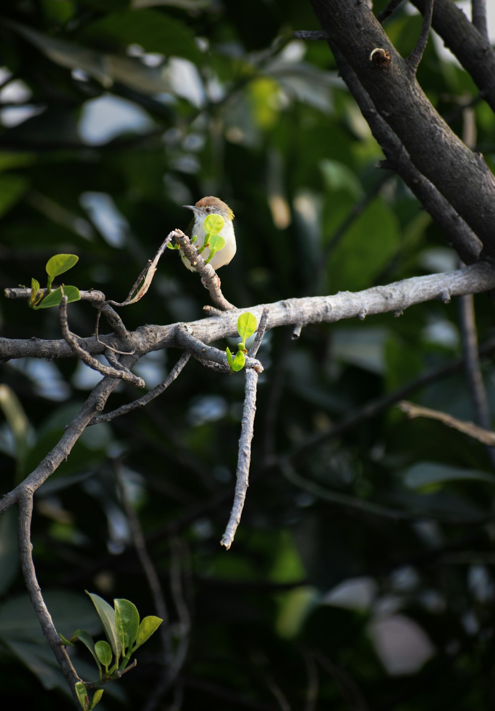 a small bird perched on a branch of a tree