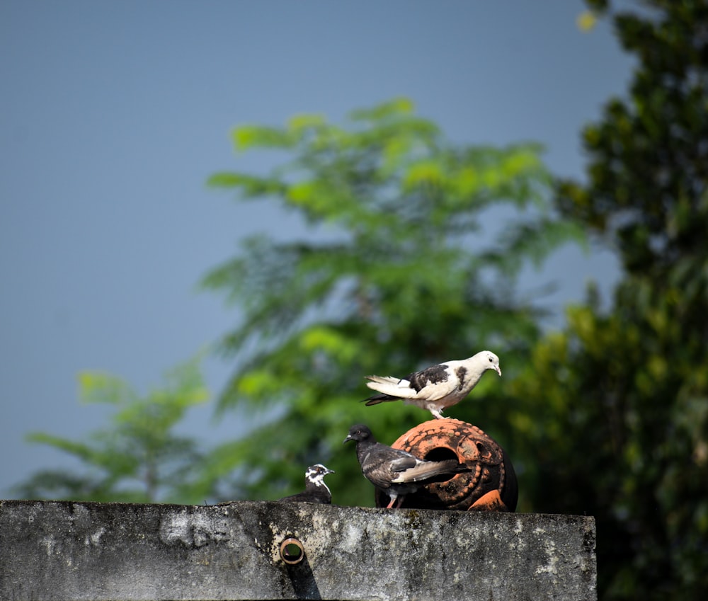 a couple of birds sitting on top of a cement wall