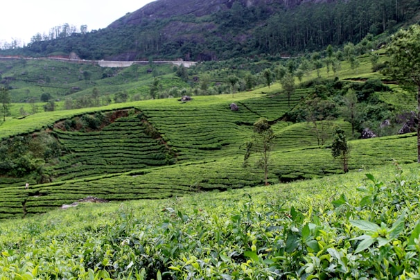 Lush green tea plantations stretching across the rolling hills of Cameron Highlands.