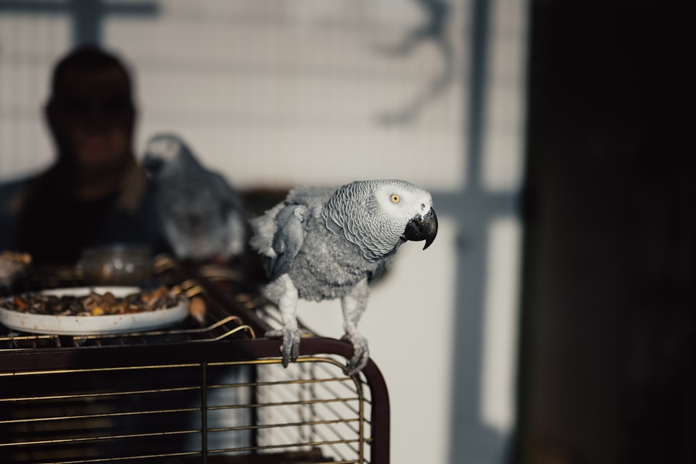 a parrot sitting on top of a cage next to a person