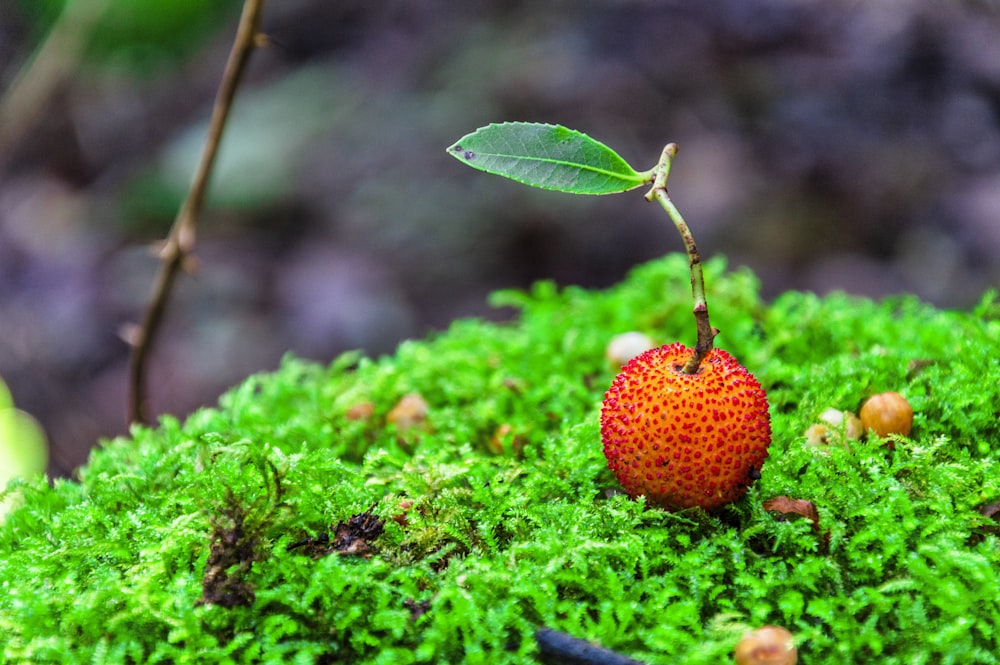 une pomme rouge posée sur un sol couvert de mousse verte