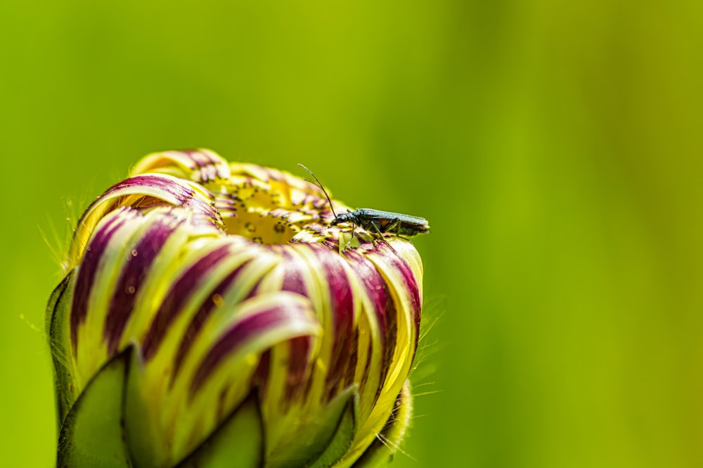 a bee on a flower with a blurry background