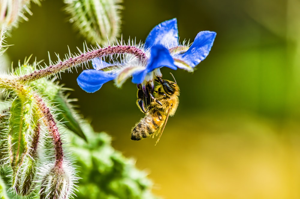 a blue flower and a bee on a green plant