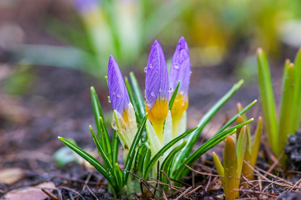 a close up of some flowers in the dirt