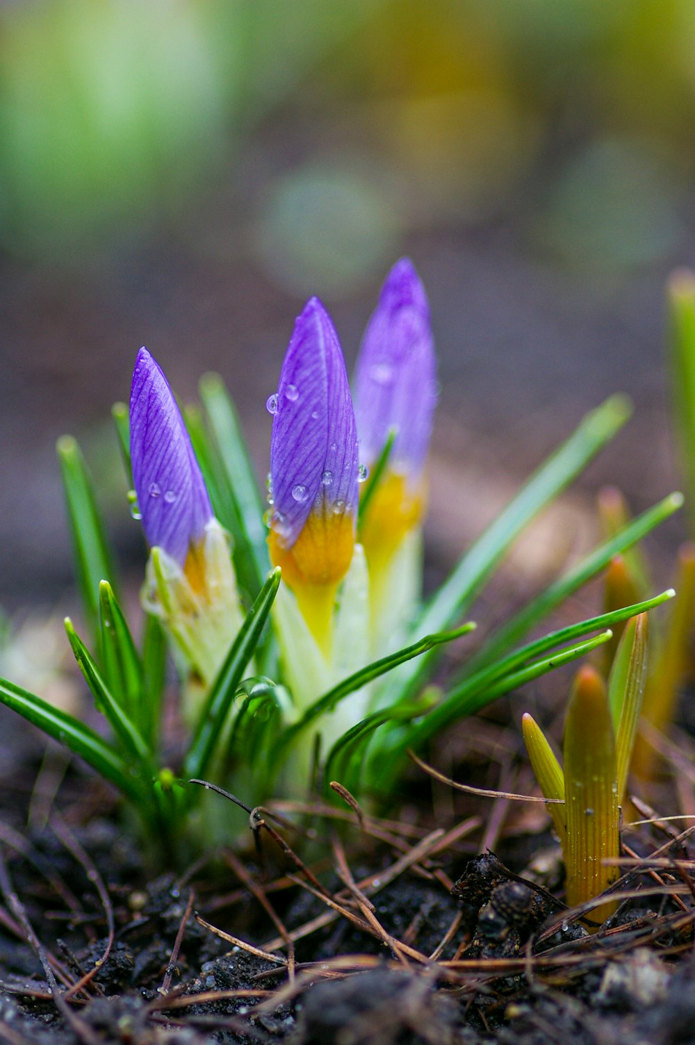 a group of small purple flowers growing out of the ground