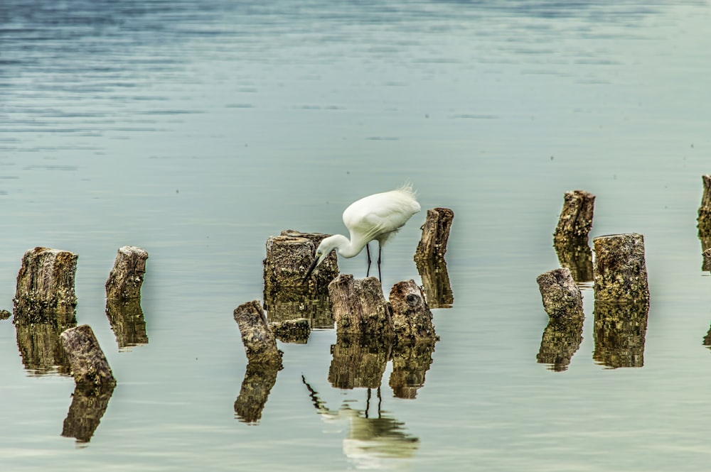 Ein weißer Vogel steht auf einem Stück Holz im Wasser