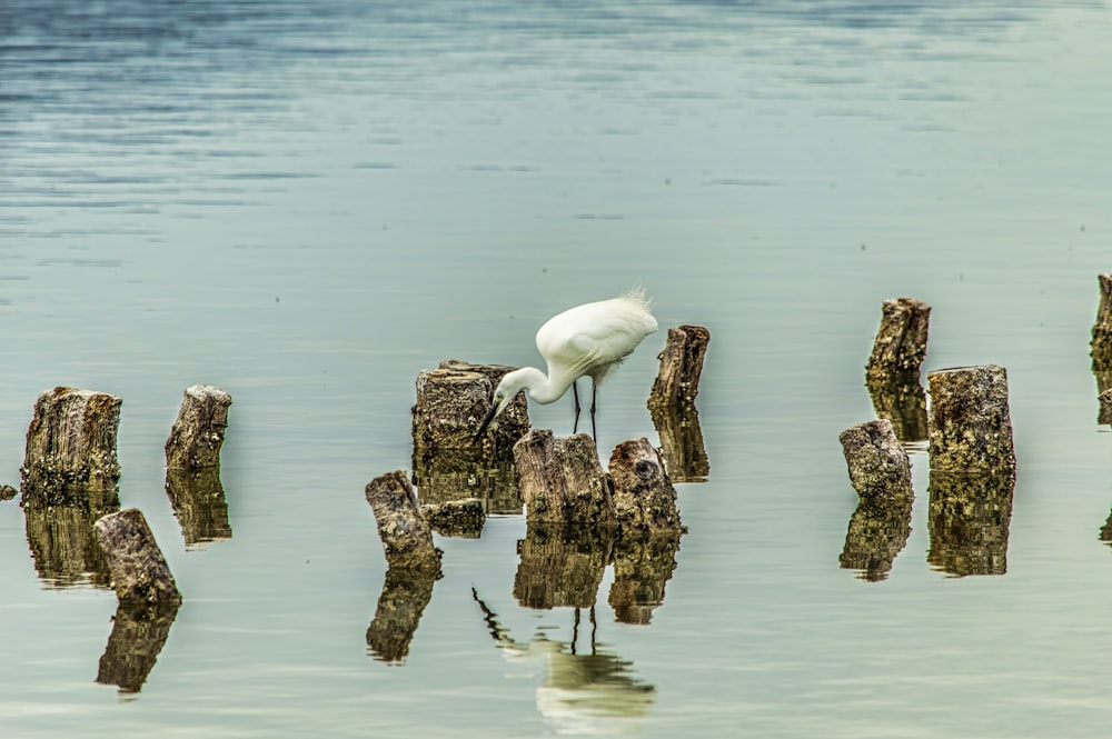 a white bird is standing on a piece of wood in the water