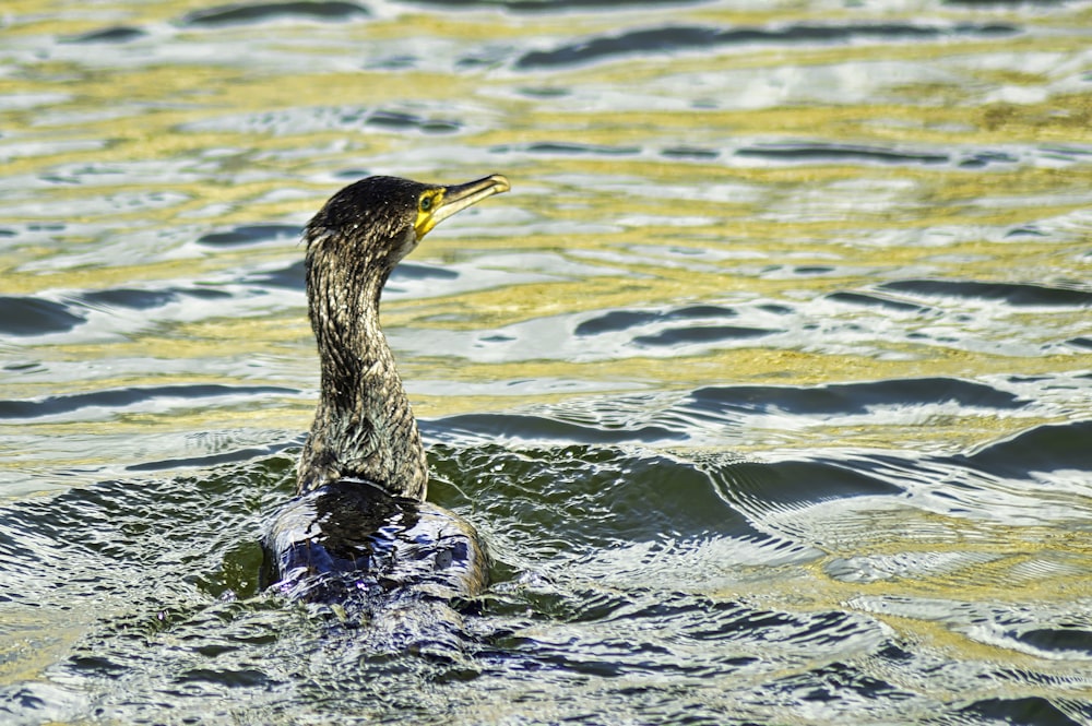 un'anatra nuota nell'acqua