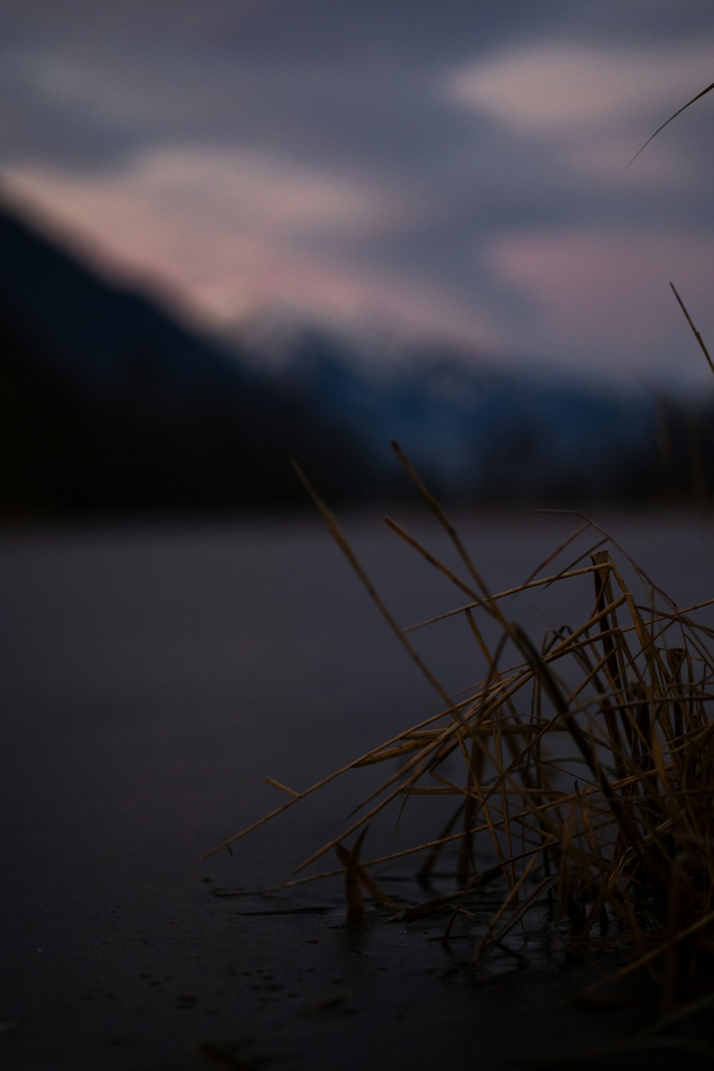 a bunch of tall grass sitting on top of a body of water