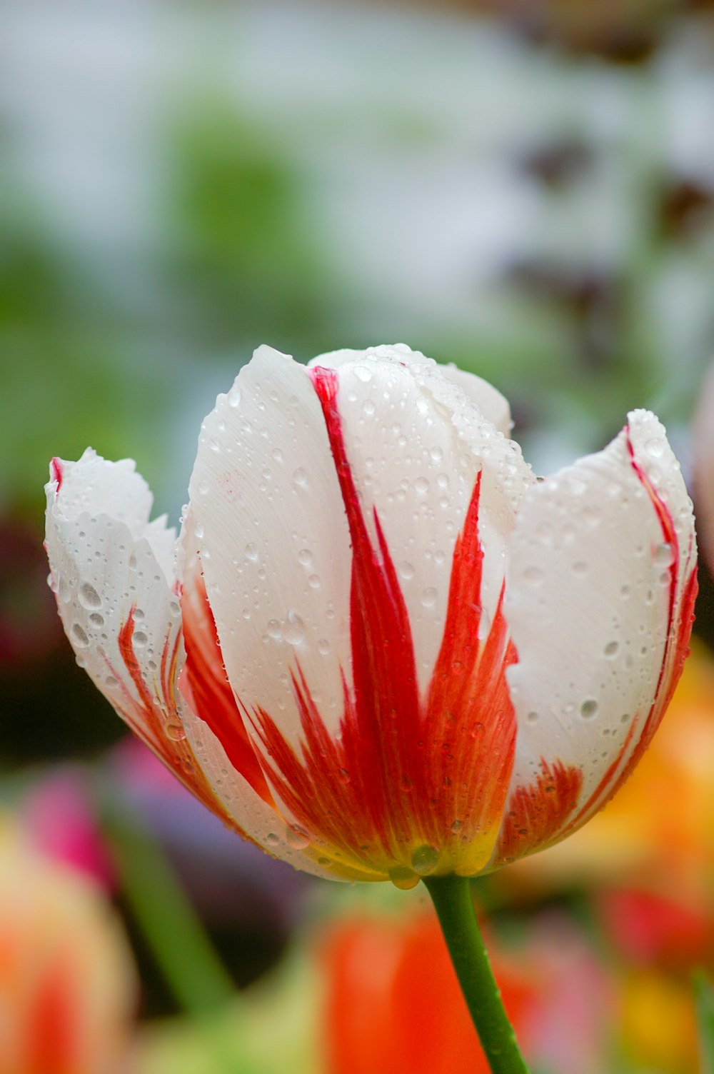 eine rot-weiße Blume mit Wassertropfen darauf
