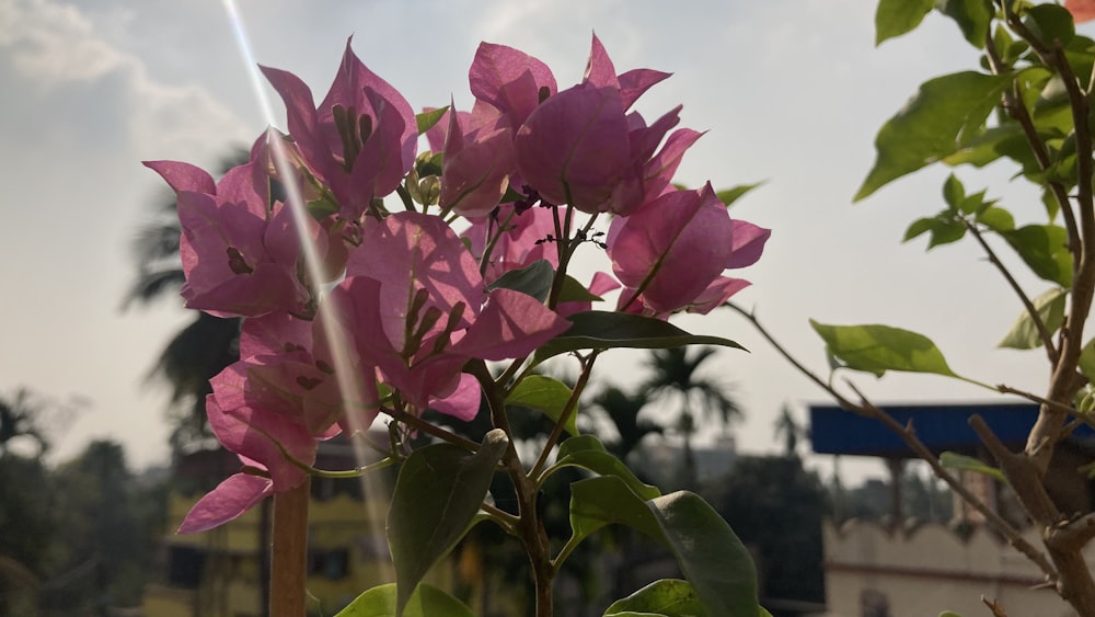 a bush with pink flowers in front of a building