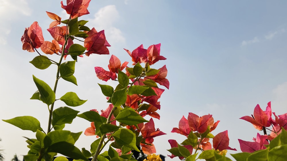 a close up of a plant with red flowers