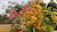 Close-up of vibrant potted flowers on a sunny balcony in Plovdiv.