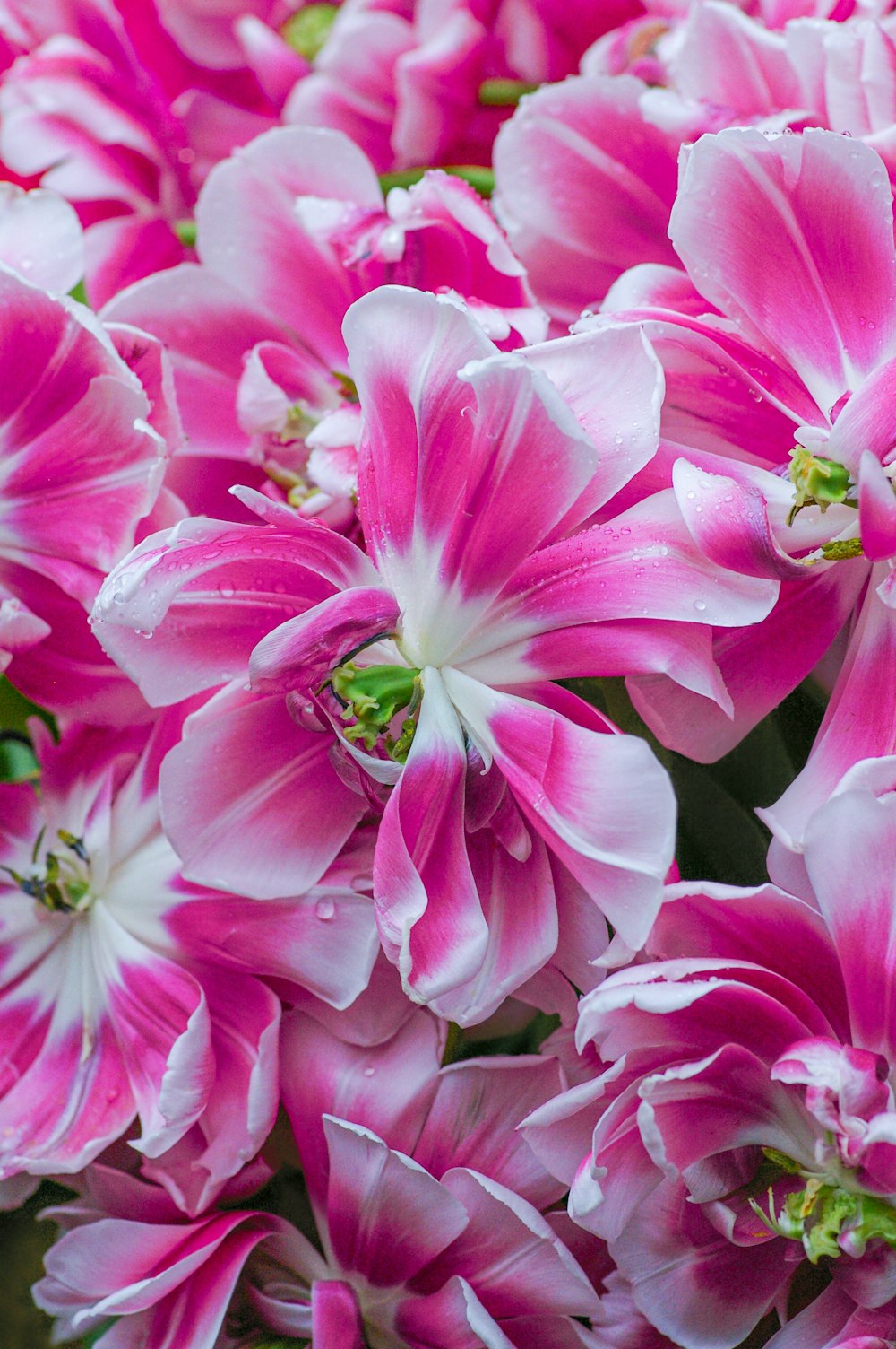 a bunch of pink and white flowers with drops of water on them