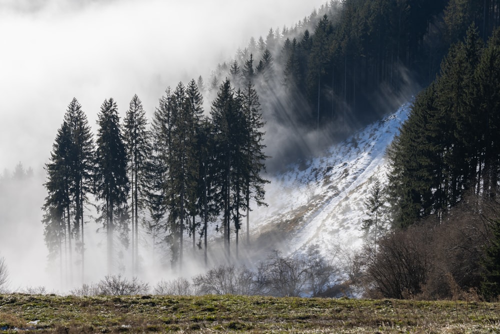 a mountain covered in fog and snow with trees in the foreground