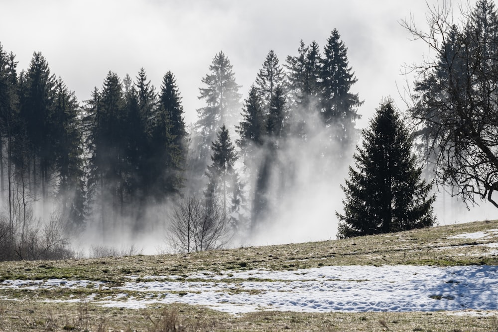 a snow covered field with trees in the background