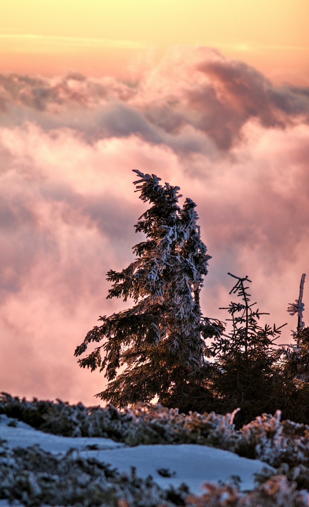 a snowy landscape with trees and clouds in the background