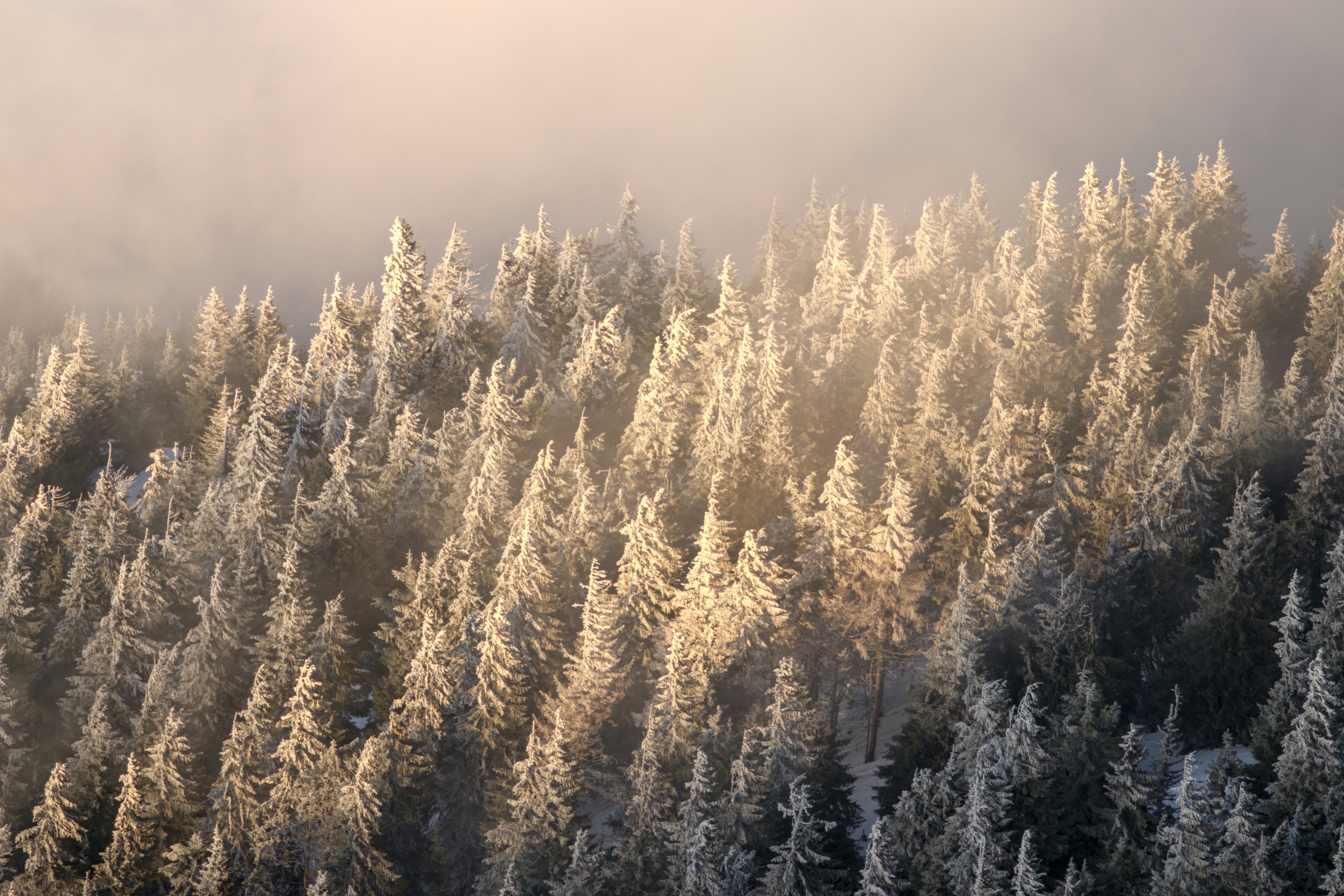 a forest covered in lots of snow covered trees