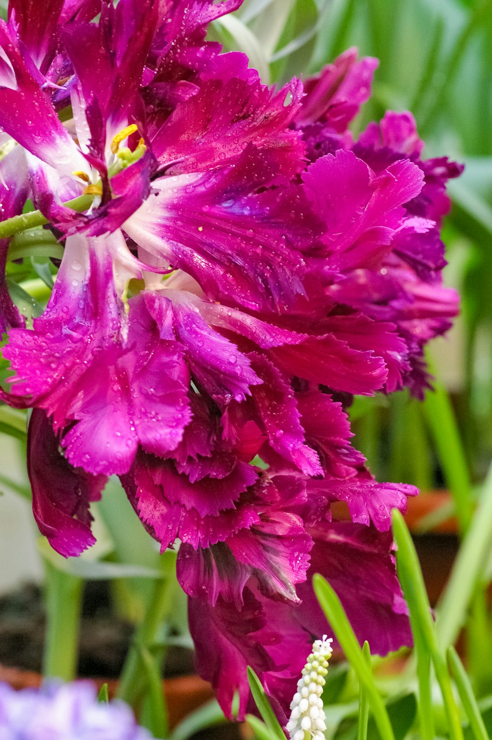 um close up de uma flor roxa com gotículas de água sobre ela