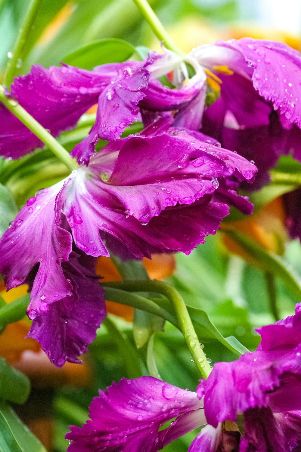 a bunch of purple flowers with water droplets on them