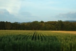 Wide shot of Corhaven Farms' cash crop fields bordered by dense forest in western Quebec.
