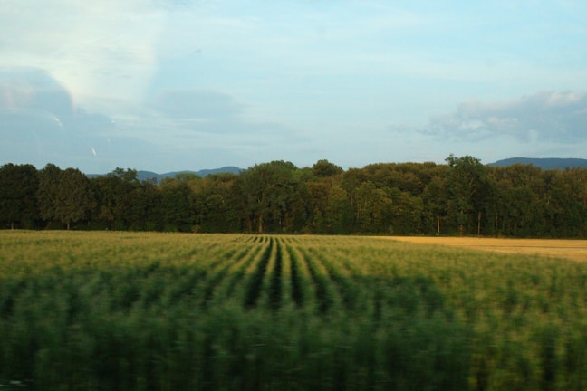 Wide shot of Corhaven Farms' cash crop fields bordered by dense forest in western Quebec.
