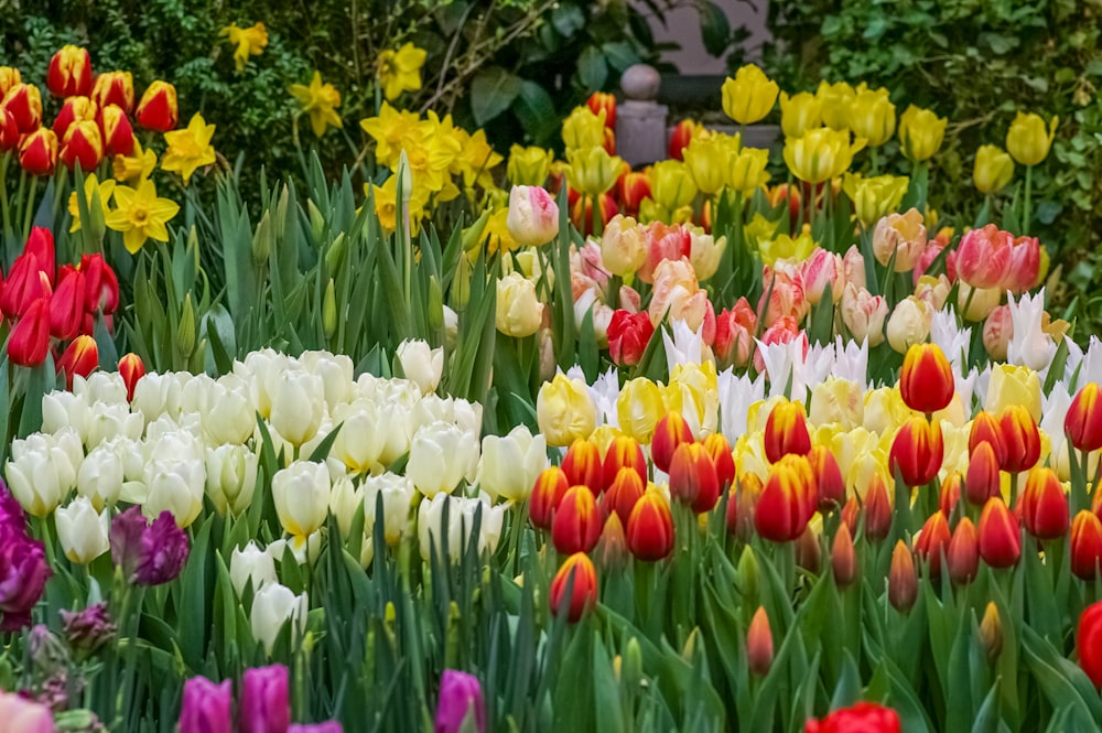 a field of colorful tulips and other flowers