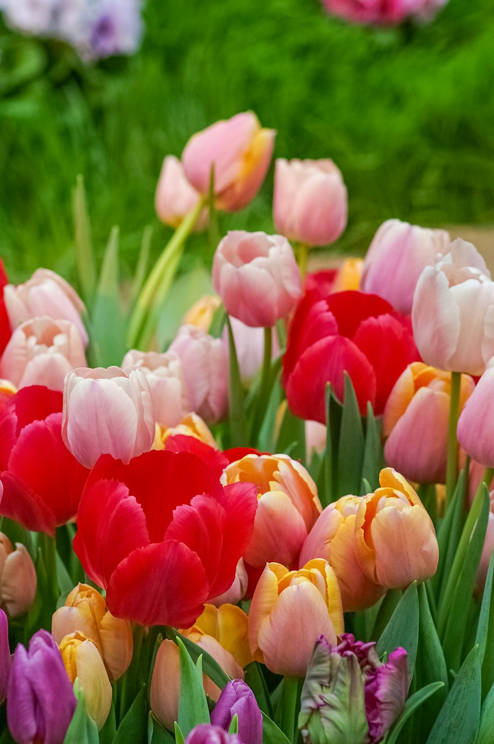 a bunch of flowers that are in the grass