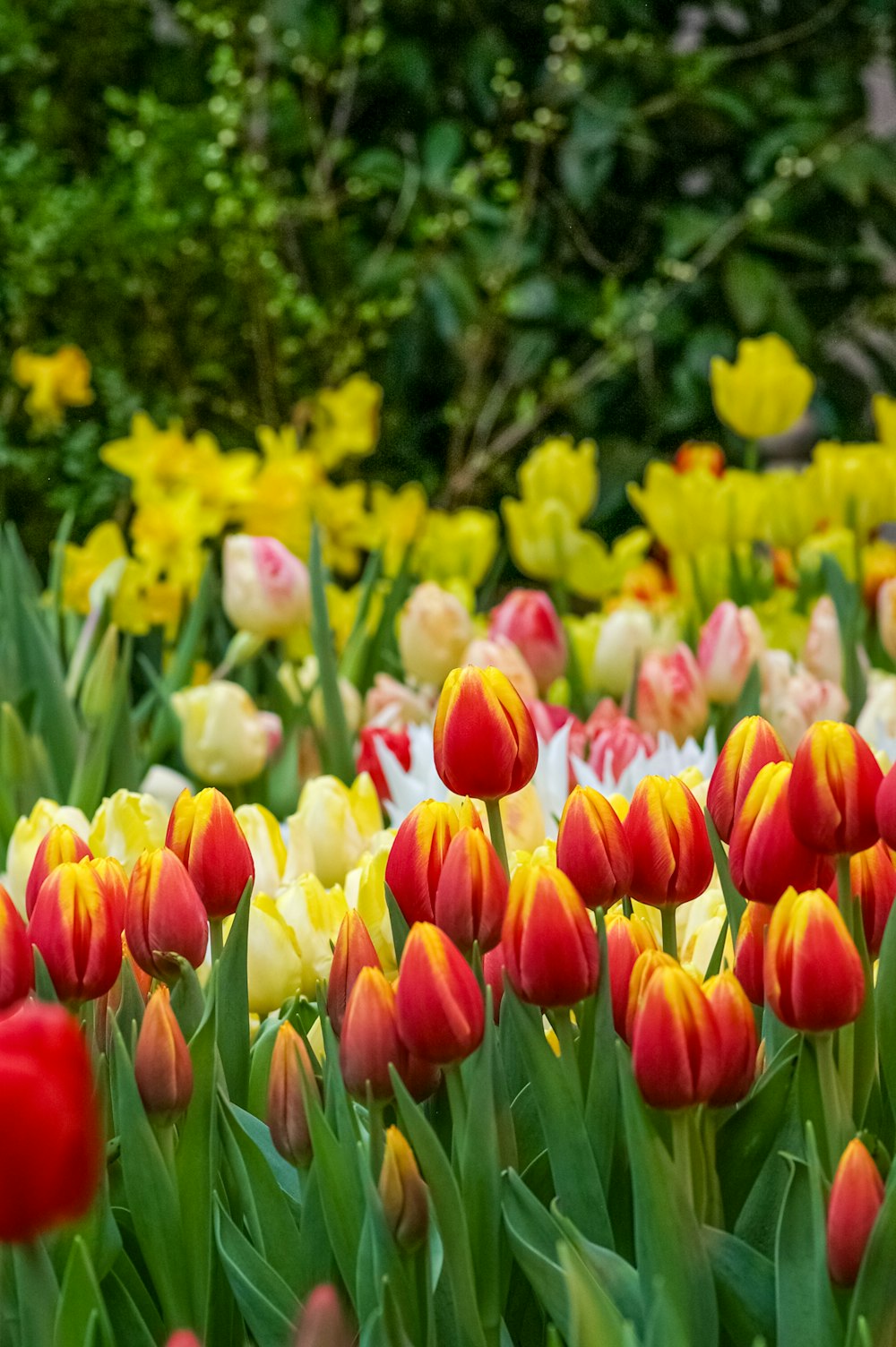 a field full of red and yellow tulips