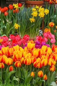 A vibrant garden scene filled with tulips and daffodils in full bloom. The tulips display a variety of colors including yellow, red, and pink, while the daffodils are primarily bright yellow. Green leaves surround the flowers, and pots are visible in the background.