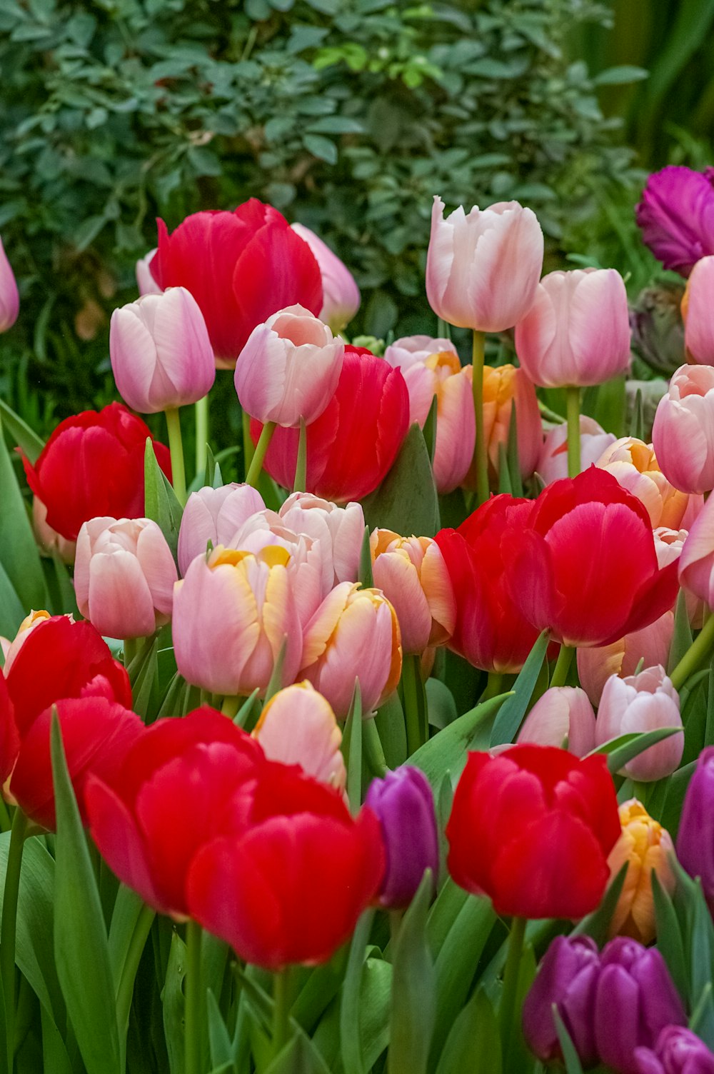 a bunch of flowers that are in the grass