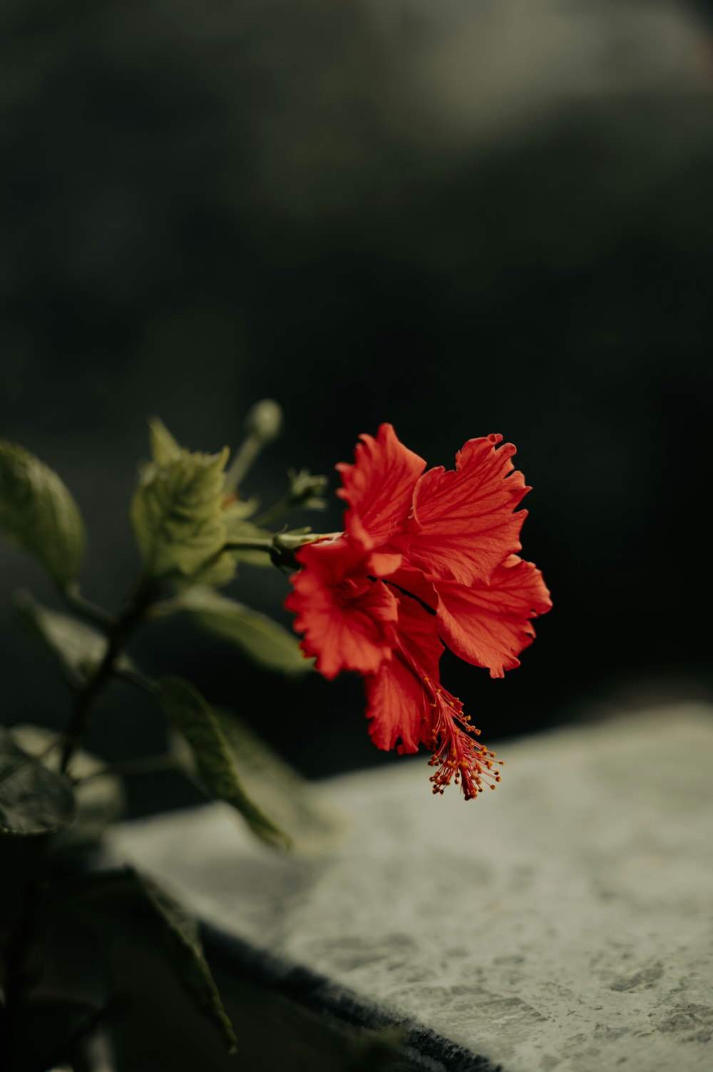 a red flower sitting on top of a table