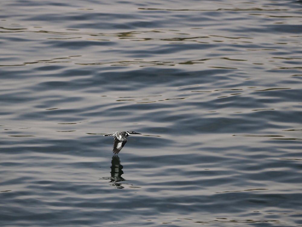 a bird flying over a body of water