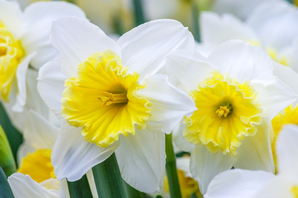 a group of white and yellow flowers with green stems