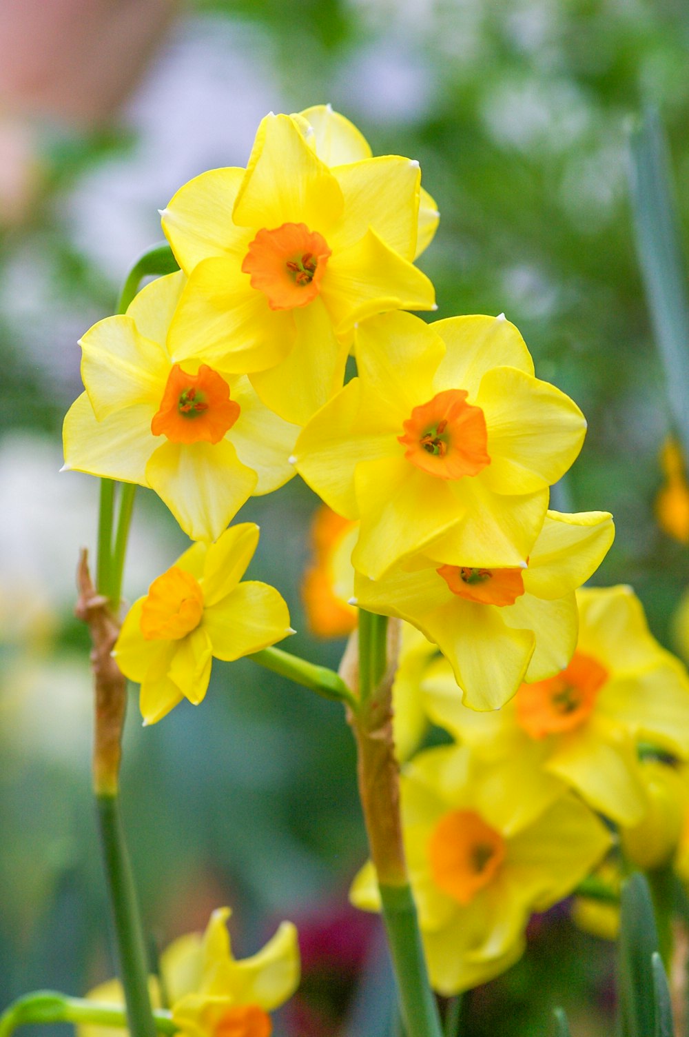 a bunch of yellow flowers that are in the grass