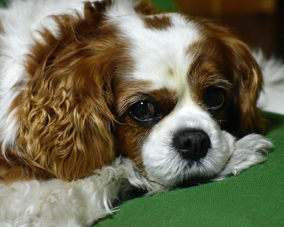 A close-up of a Cavalier King Charles Spaniel lying down with its head resting on a green surface. The dog's expressive eyes and detailed fur texture are prominent, showcasing its white and brown coat.