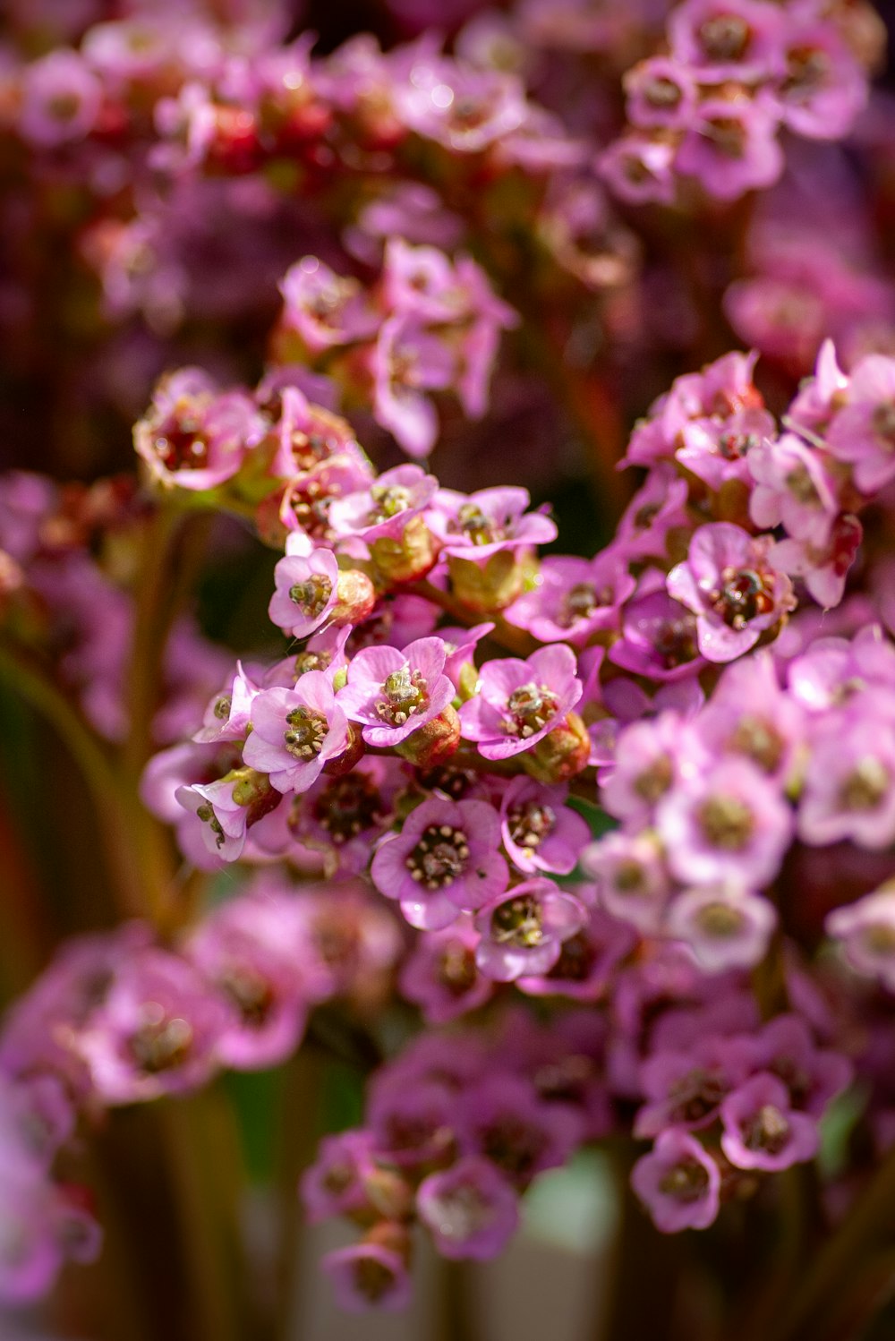 a bunch of pink flowers in a vase