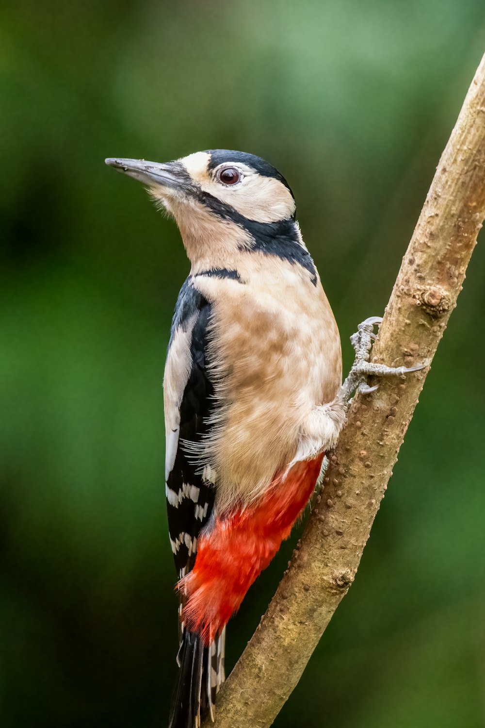 a colorful bird perched on a tree branch