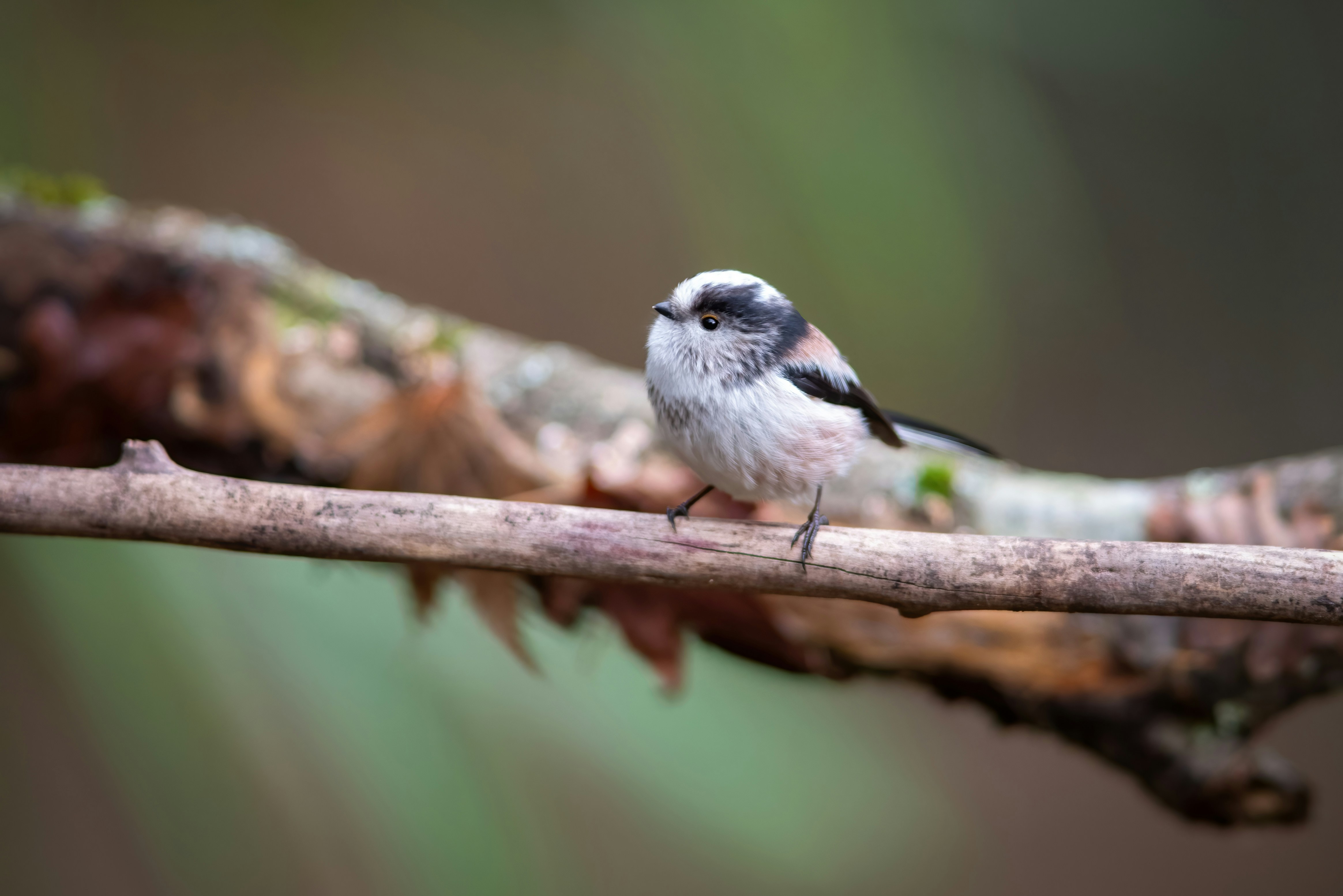 鳥と木の枝 DSC_0661-1024x683.jpg