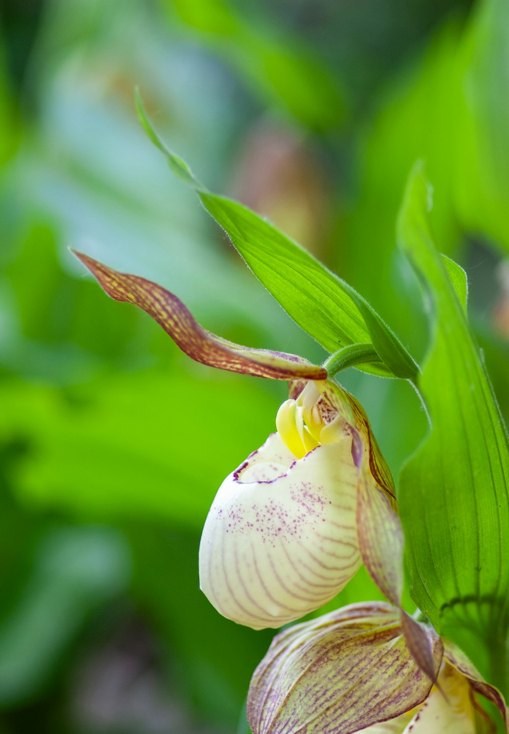 a close up of a flower on a plant