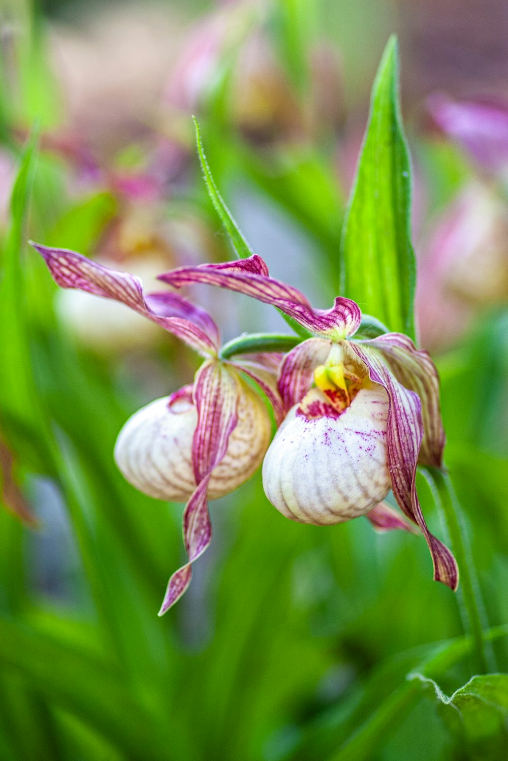 a close up of a flower with a blurry background