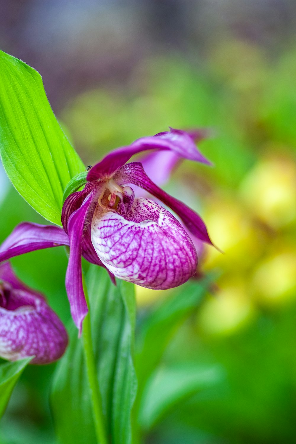 a close up of a purple flower with green leaves