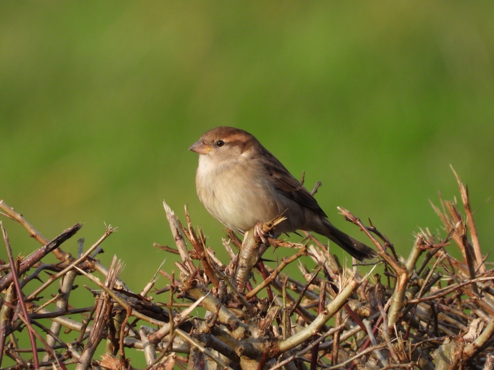 a small bird sitting on top of a bush