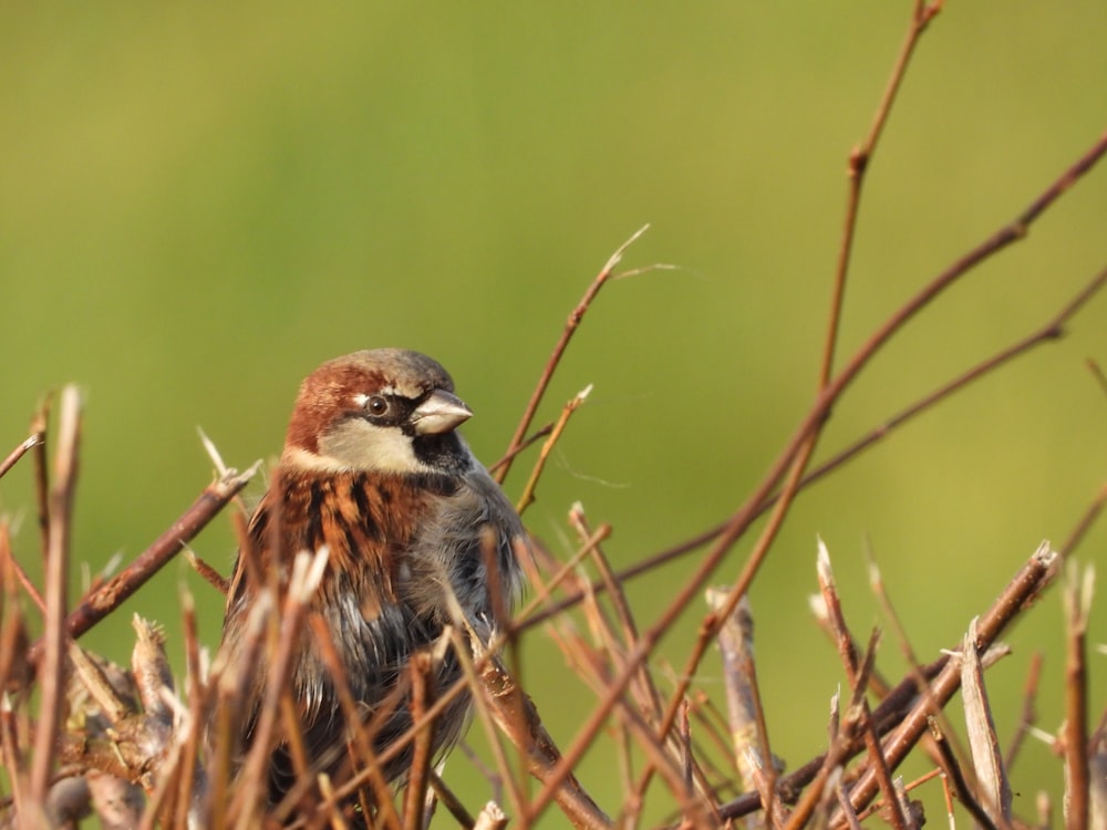 a small bird sitting on top of a dry grass field