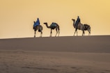 A group of camels with riders dressed in blue clothing travel across a desert sand dune under a golden sky, suggesting a journey at dawn or dusk.