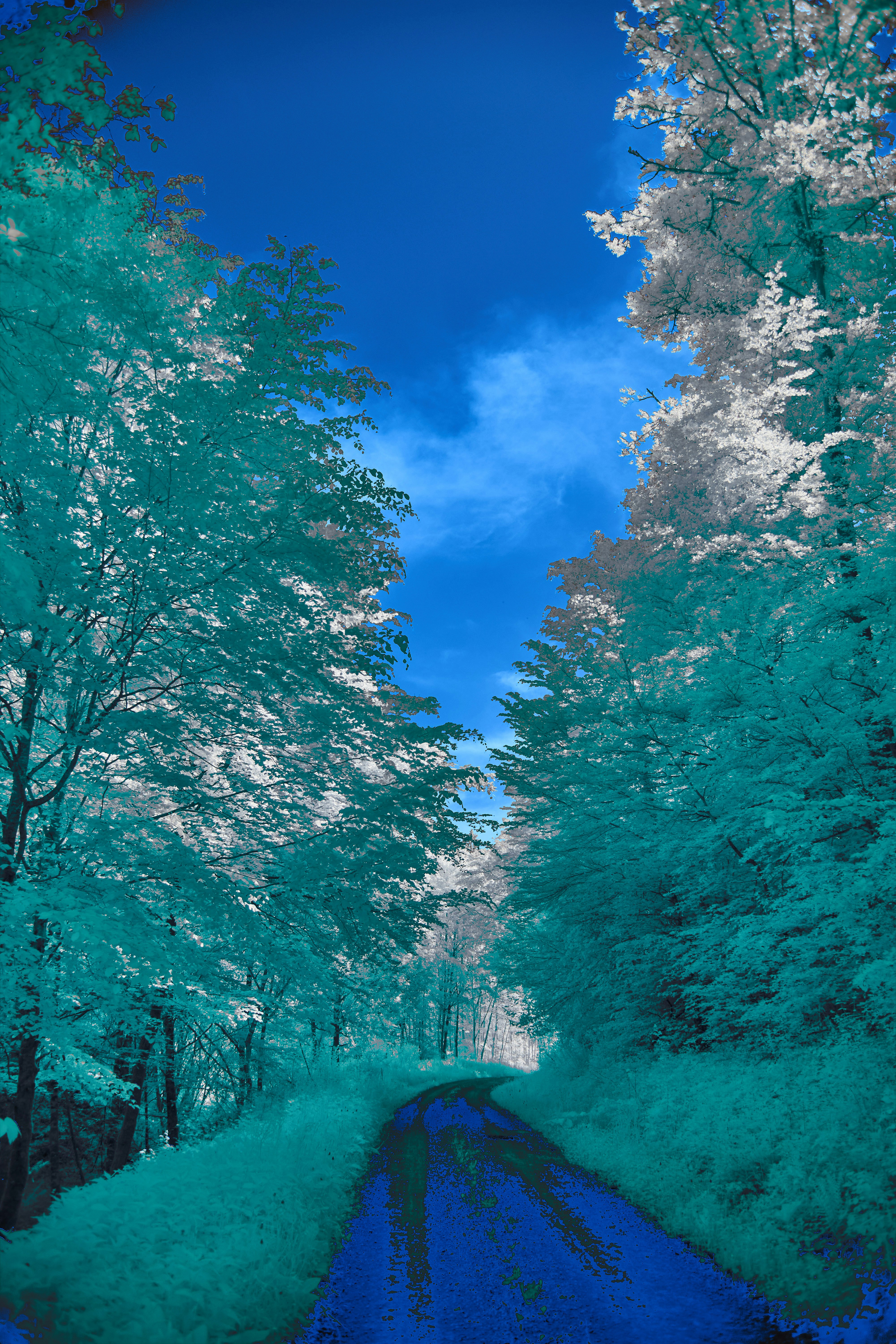 Photo by wolfgang_hasselmann