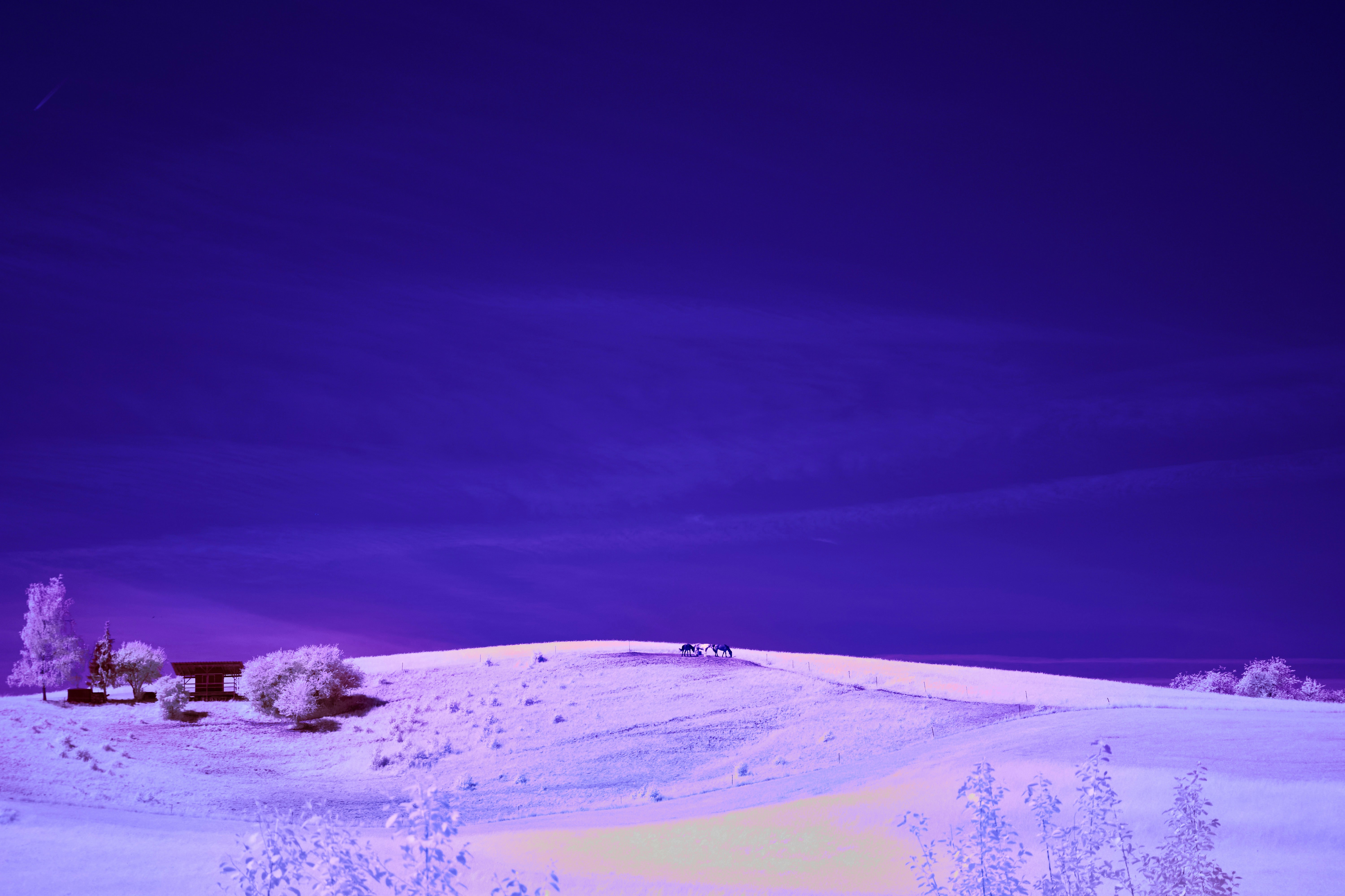 Photo by wolfgang_hasselmann